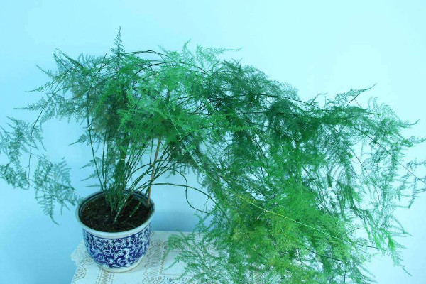 文竹為什么長(zhǎng)藤，正常生長(zhǎng)發(fā)育的過(guò)程