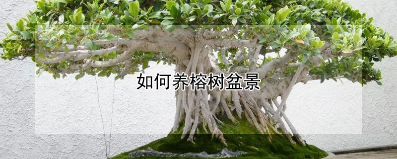 如何養(yǎng)榕樹(shù)盆景