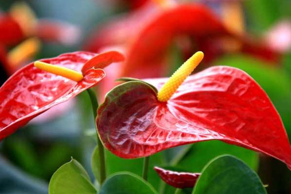 紅掌葉子發(fā)黃怎么補(bǔ)救，改善土質(zhì)補(bǔ)充光照