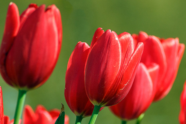 郁金香種球多大才能開花