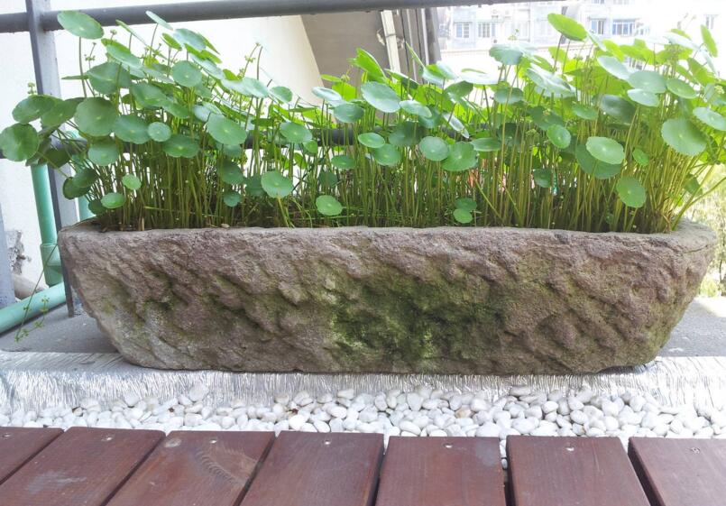 銅錢草適合放臥室嗎，不僅可以放并且作用也特別大