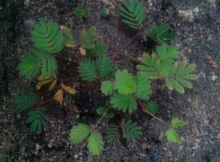 含羞草怎么養(yǎng)才活的久，要對它進行人工繁殖才行