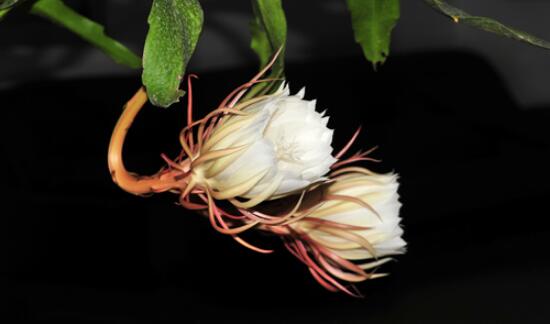 家里養(yǎng)曇花吉利嗎，好運來臨、驚喜不斷(吉祥如意)