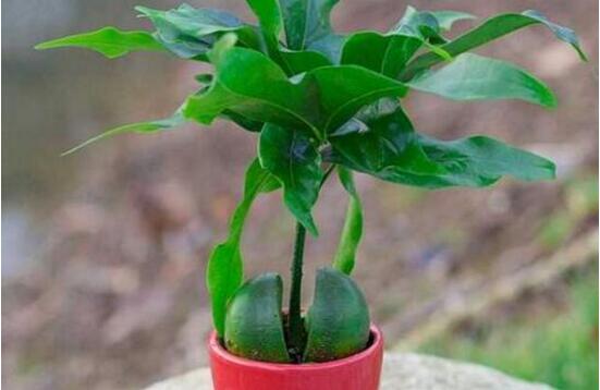 平安樹的花語(yǔ)，祈求平安、闔家幸福、萬(wàn)事如意