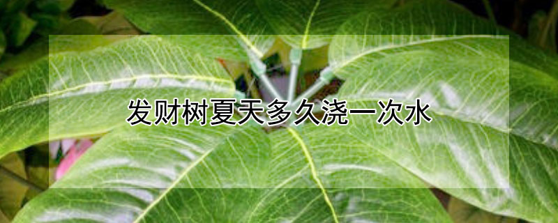 發(fā)財(cái)樹夏天多久澆一次水