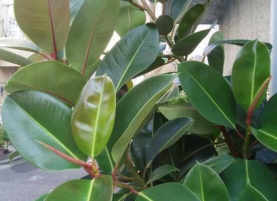 橡皮樹常見品種，盤點(diǎn)最好看的五大種類
