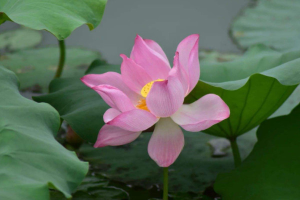 荷花苗種植方法和時(shí)間