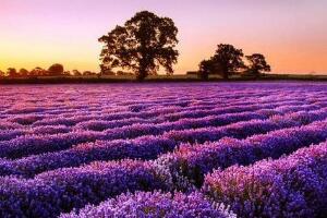 薰衣草什么時(shí)候開(kāi)花，薰衣草花期幾月到幾月/6-8月份