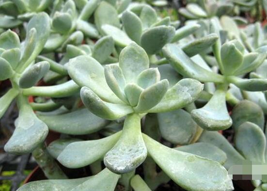 寶石花怎么養(yǎng)，老農(nóng)總結(jié)六大基本養(yǎng)殖方法