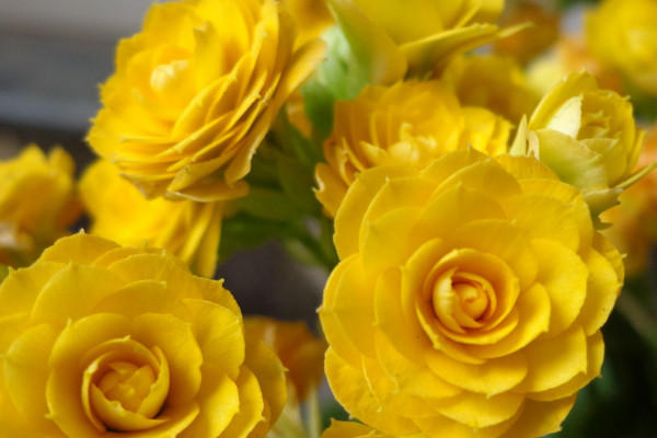 長壽花葉邊發(fā)紅是怎么回事