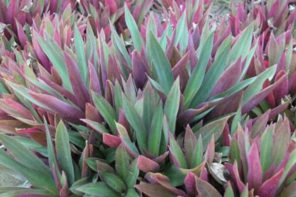 萬(wàn)年青的種類(lèi)，常見(jiàn)的有五種