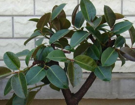橡皮樹怎么養(yǎng)，牢記七個(gè)步驟就可養(yǎng)好