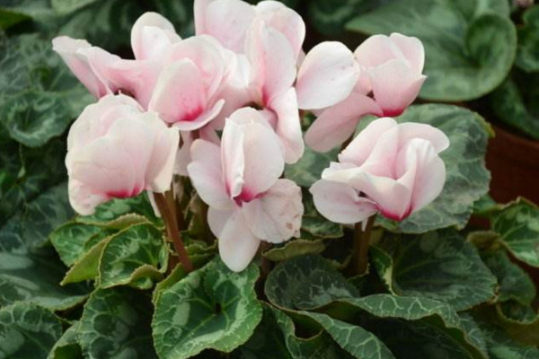 仙客來(lái)葉子發(fā)黃怎么辦