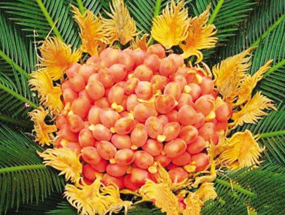 鐵樹果的功效與作用，化濕降濁、健脾和胃、去痰止咳