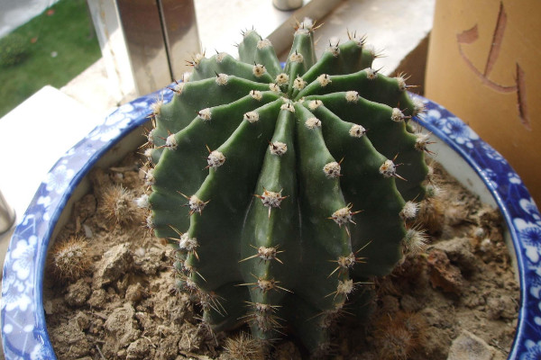 仙人球根部腐爛怎么辦，修剪處理后重新栽植