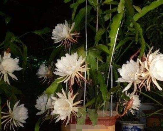 曇花怎么施肥，腐熟的有機(jī)肥為主/陰天施肥最佳