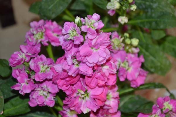 紫羅蘭的養(yǎng)殖方法和注意事項