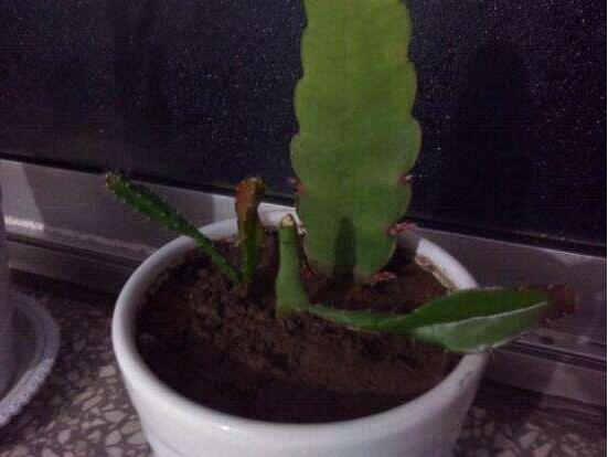 曇花葉插注意事項(xiàng)，只需要注意這五點(diǎn)即可