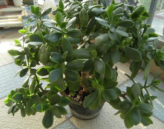 玉樹(shù)葉子發(fā)軟怎么辦，三種原因以及解決辦法