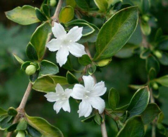 六月雪掉葉子怎么回事，最簡(jiǎn)單實(shí)效三種解決辦法