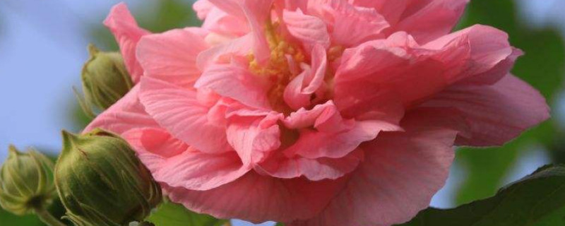 芙蓉花什么時(shí)候休眠