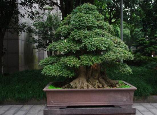 榕樹(shù)氣根怎么培養(yǎng)，老農(nóng)總結(jié)最簡(jiǎn)單有效五種方法