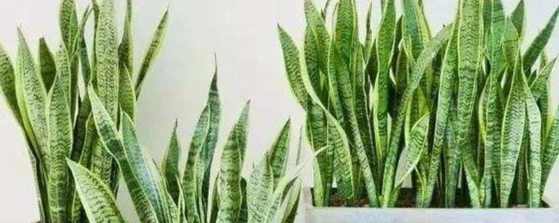 剛買(mǎi)的虎皮蘭怎么沒(méi)根