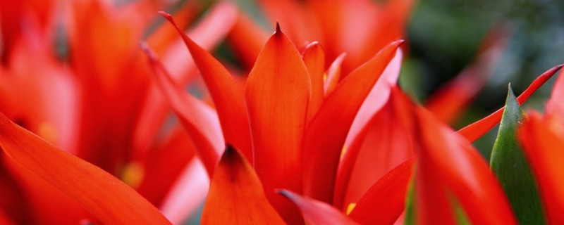 鴻運(yùn)當(dāng)頭側(cè)枝如何扦插