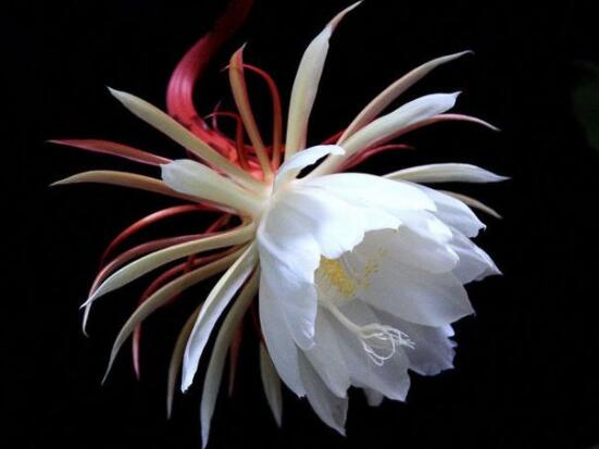 曇花怎么澆水，不同季節(jié)不同澆水量(見干見濕)