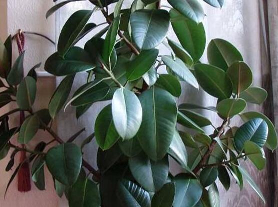 橡皮樹一盆栽幾棵最好，三棵為森八棵為發(fā)（推薦1/3/8/9）