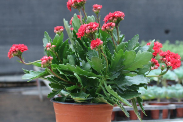 長(zhǎng)壽花春天怎么養(yǎng)