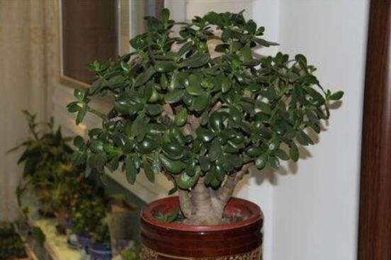 家里養(yǎng)玉樹有什么寓意，家庭和諧、事業(yè)順暢，學業(yè)有成