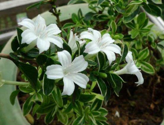 六月雪盆栽的寓意，寓意著守望愛情、不可缺的配角