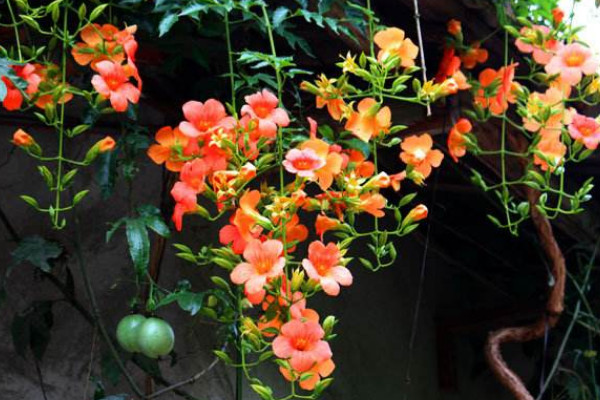 凌霄花花語(yǔ)