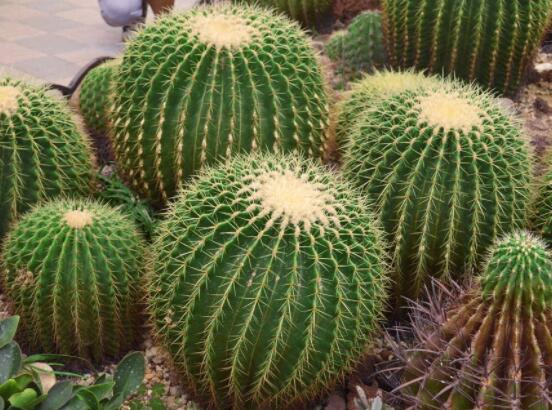 仙人球用什么肥料，鉀、磷肥為主，氮肥為輔