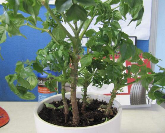 幸福樹(shù)病蟲(chóng)害，盤(pán)點(diǎn)最常見(jiàn)的四種病蟲(chóng)害防治大全