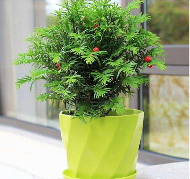 紅豆杉病蟲害的防治方法，莖腐病和白絹病是罪魁禍?zhǔn)? src="/nongchan/d/file/20201223/krp1s3zz2uv.jpg" style="width: 600px; height: 445px;" / data-xlyD="qSGD6L"></p>
<p data-AuIm="cpj9XK">
	紅豆杉的蟲害一般有葉螨、蚜蟲、介殼蟲等，其中對紅豆杉危害比較大的是蚜蟲。天氣比較溫和的時候就會比較容易產(chǎn)生蚜蟲，蚜蟲會啃食紅豆杉的根部、葉片，嚴(yán)重危害紅豆杉的生長，更有甚者會導(dǎo)致紅豆杉的死亡。我們將紅豆杉種植在溫室內(nèi)，溫室內(nèi)的溫度非常溫和，就很容易有蚜蟲的危害。</p>
<h2 data-pn1w="ndsqPQ">
	紅豆杉蟲害的防治方法</h2>
<p style="text-align: center;" data-SLZX="iUheVe">
	<img alt=