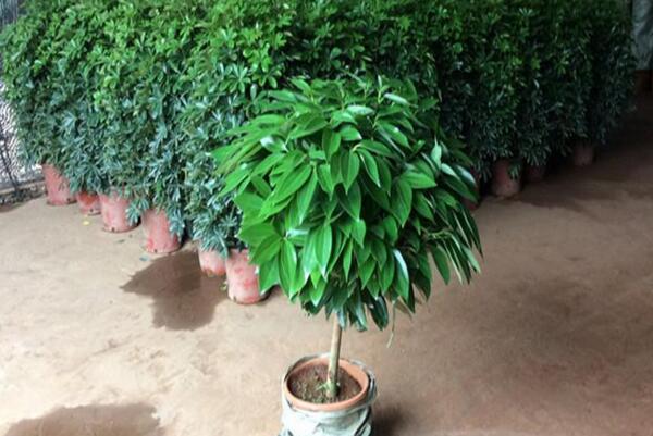 平安樹需要剪枝嗎，建議在春季進(jìn)行修剪