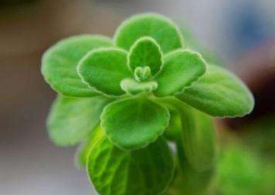 碰碰香爛根處理方法，老農(nóng)總結(jié)兩種最簡單有效措施(輕度與重度)