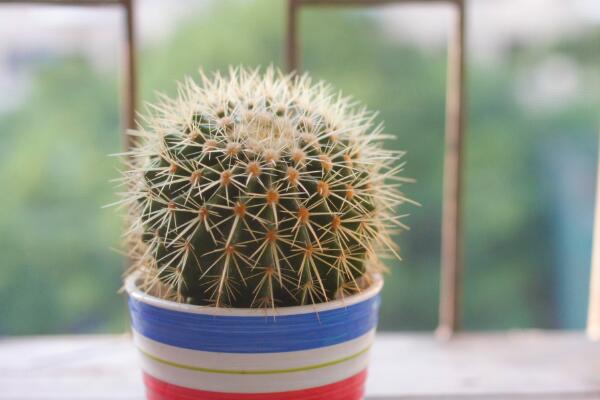 仙人球換盆方法，4步即可完成仙人球的換盆