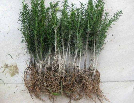 紅豆杉扦插繁殖方法，做好這五大方法便可生根發(fā)芽