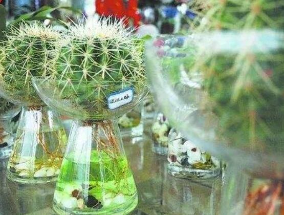 水培仙人球怎么養(yǎng)，教你六個最好步驟快速生根(7天)