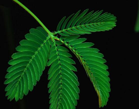 含羞草脫發(fā)能好嗎，能好/注意要有效避免接觸