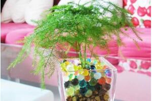 文竹可以水培嗎，可以水培需做好養(yǎng)護(hù)工作