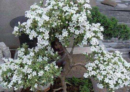 六月雪怎么變粗，做好六點基本方法生長粗壯