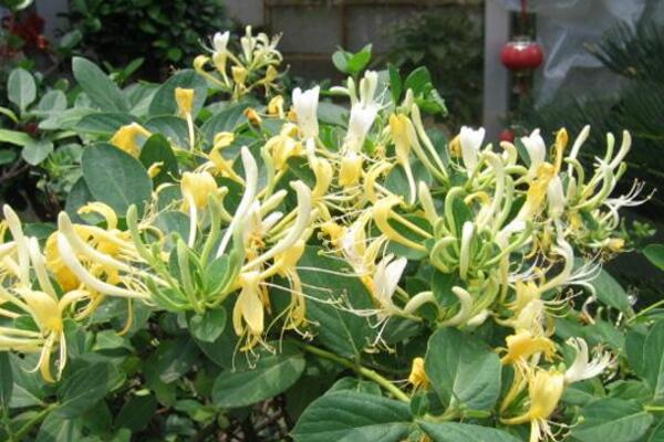 金銀花是怎么過冬的，南方地區(qū)可室外越冬