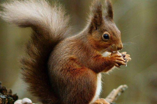 秋天代表性的動(dòng)植物