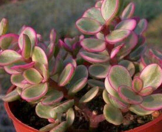 雅樂之舞怎么扦插，春季最佳/剪取生長(zhǎng)健壯枝條