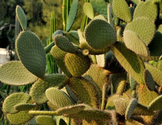 仙人掌沒根能活嗎，能活/傷口消毒晾干、重新移植上盆