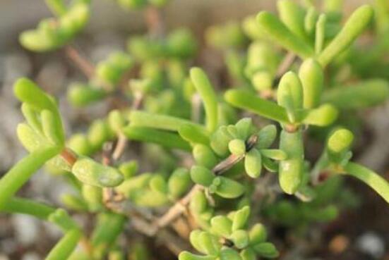 碧光環(huán)多肉怎么養(yǎng)，注意土壤透氣性、控水控溫度